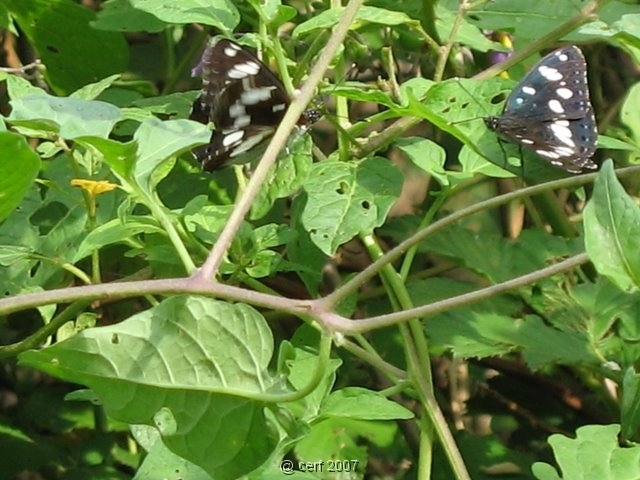2007 05 Séjour en Brenne 067